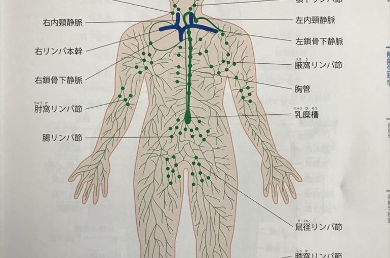 リンパの流れが悪いと... 入間市の整体院カイロプラクティックマーサン