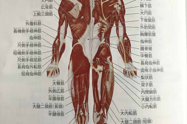 腰痛改善にはインナーマッスルも大事！　入間市の整体院マーサン